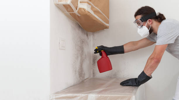 Professional Black Mold Removal technician working in Hyde Park, PA