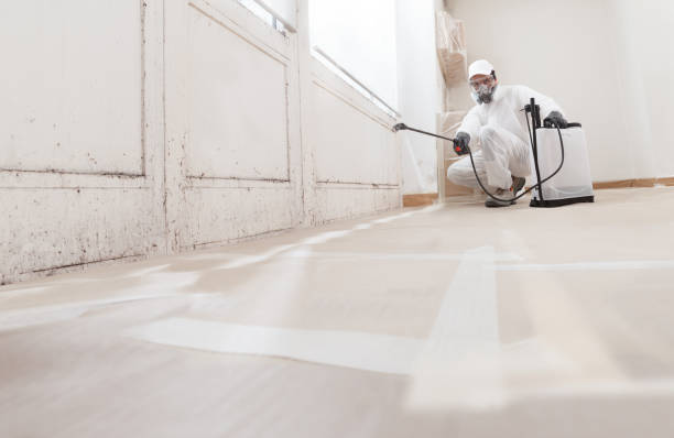 24/7 Emergency Black Mold Removal experts in Hyde Park, PA